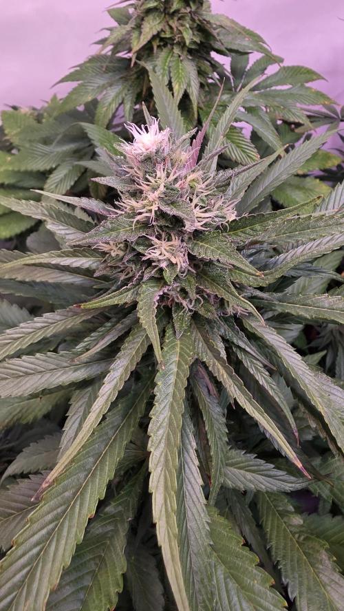 Papaya Jealousy. Week 11