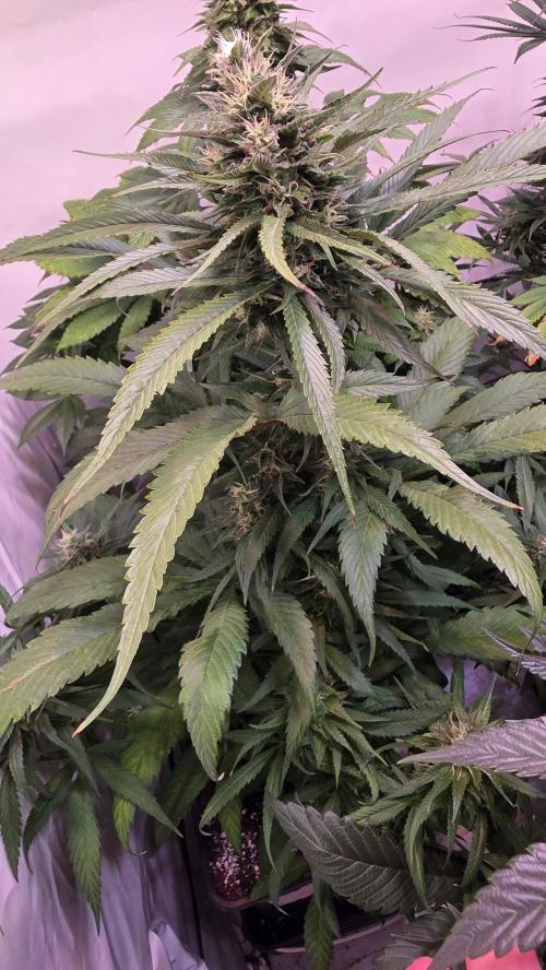 Papaya Jealousy. Week 11