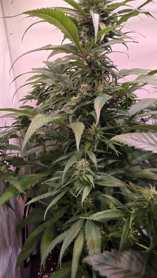 Papaya Jealousy. Week 11