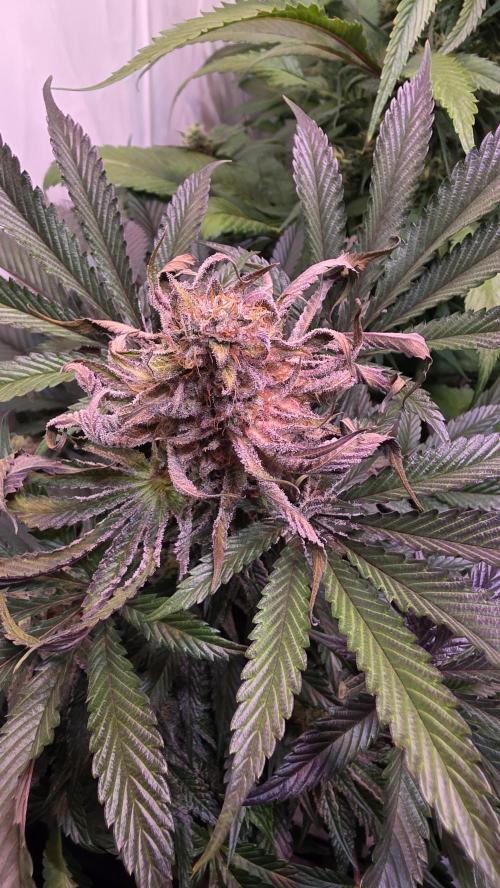 Sunset Peach. Week 11