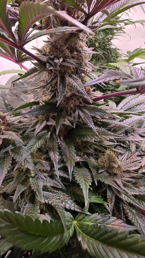 Sunset Peach. Week 11