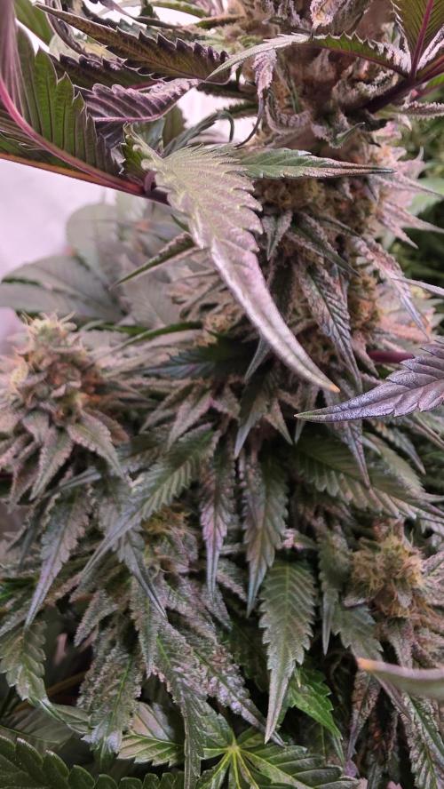 Sunset Peach. Week 11