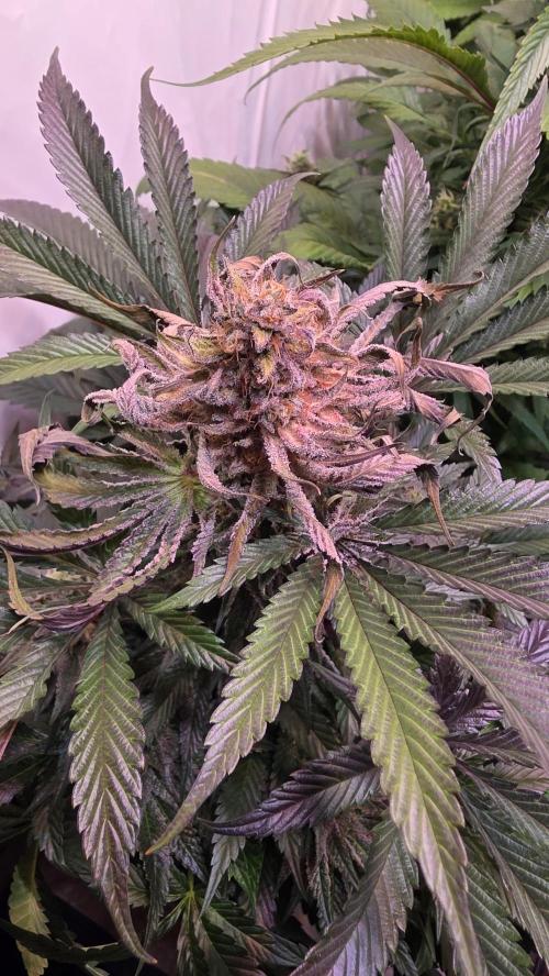 Sunset Peach. Week 11
