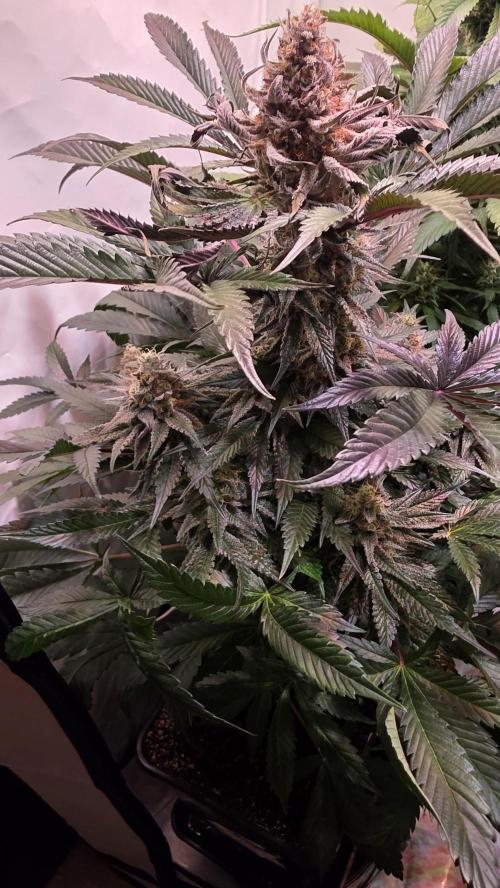 Sunset Peach. Week 11