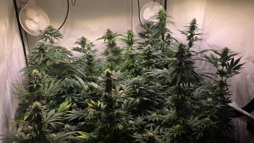 Ztrawberry. Week 10