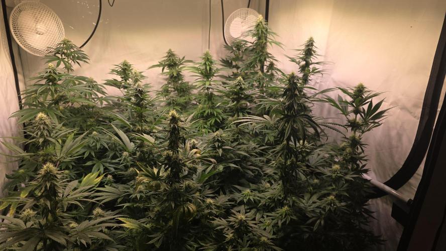 Ztrawberry. Week 10