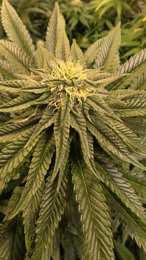 Ztrawberry. Week 10