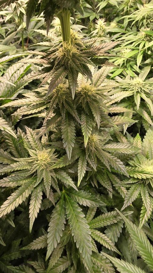 Ztrawberry. Week 10