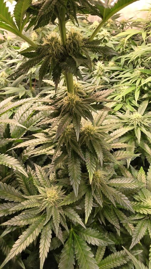 Ztrawberry. Week 10