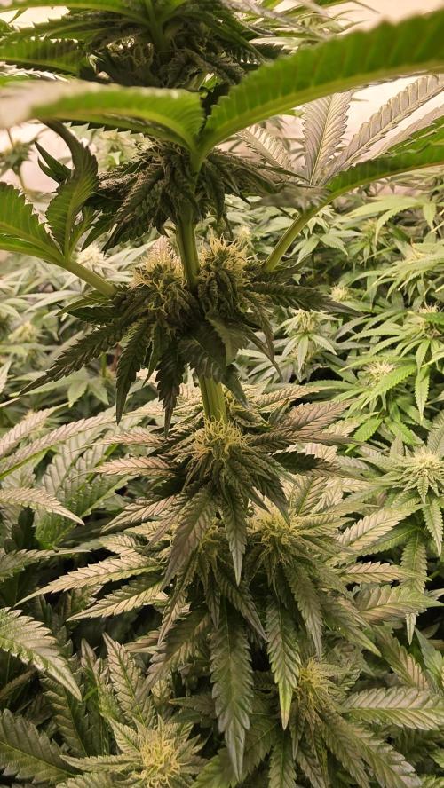 Ztrawberry. Week 10