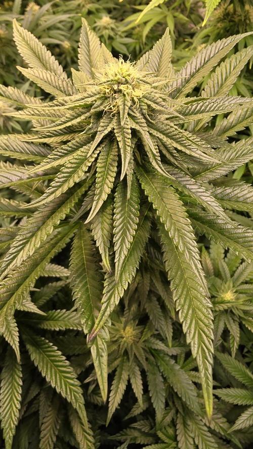 Ztrawberry. Week 10