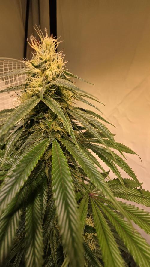 Honey Dipper. Week 10