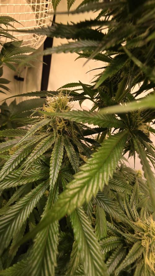 Honey Dipper. Week 10