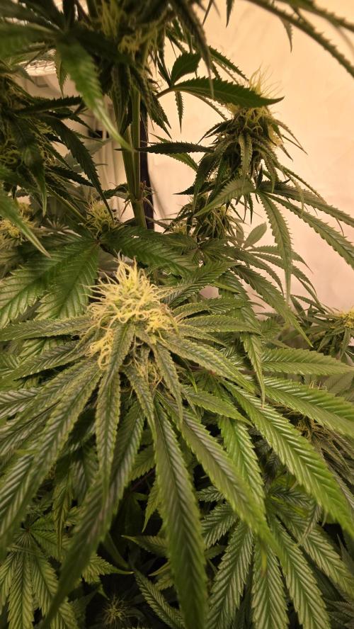 Honey Dipper. Week 10