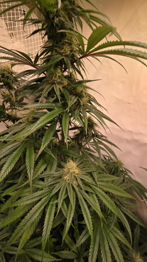 Honey Dipper. Week 10