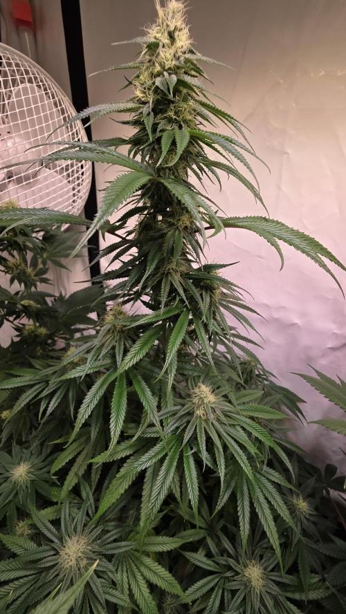Honey Dipper. Week 10