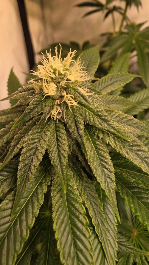 Chikita Manzana. Week 10