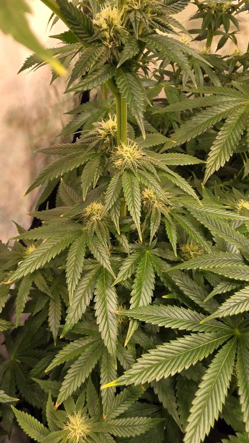 Chikita Manzana. Week 10