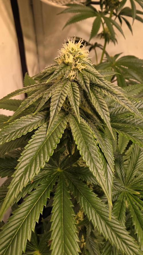 Chikita Manzana. Week 10
