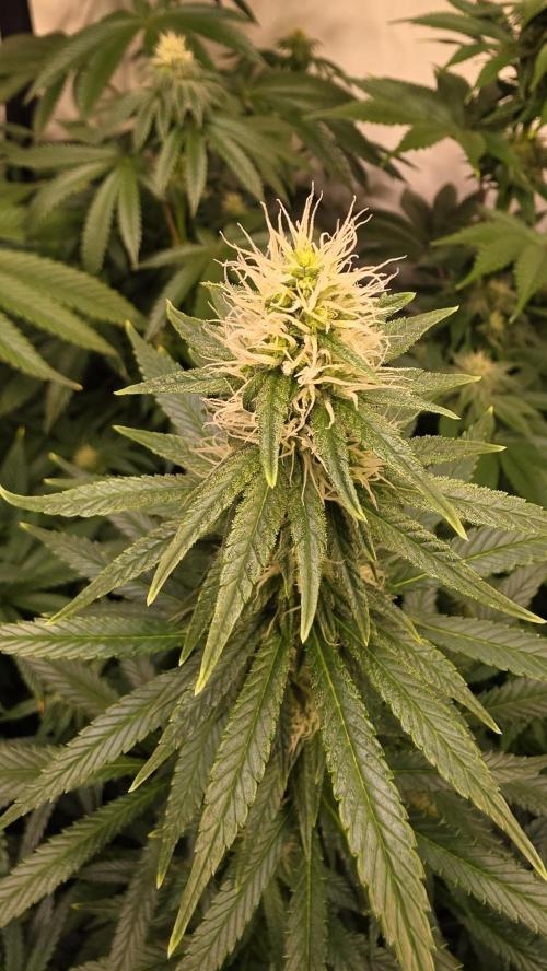 Clementine Slush. Week 10