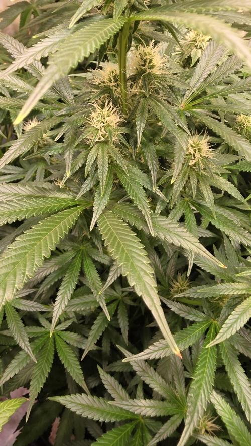 Clementine Slush. Week 10