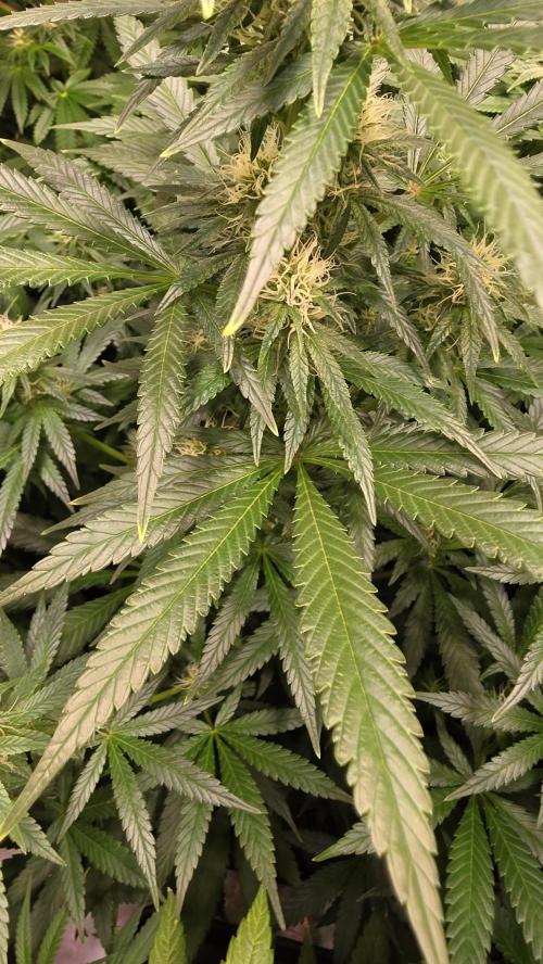 Clementine Slush. Week 10