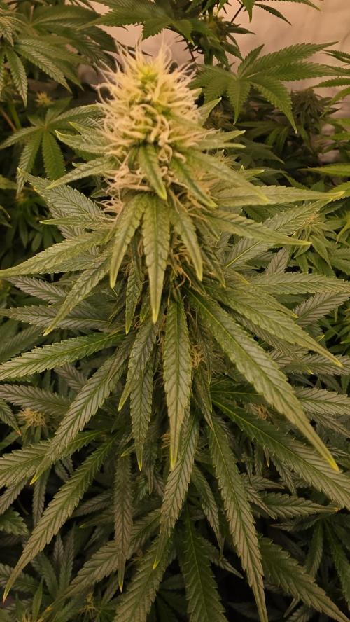 Clementine Slush. Week 10