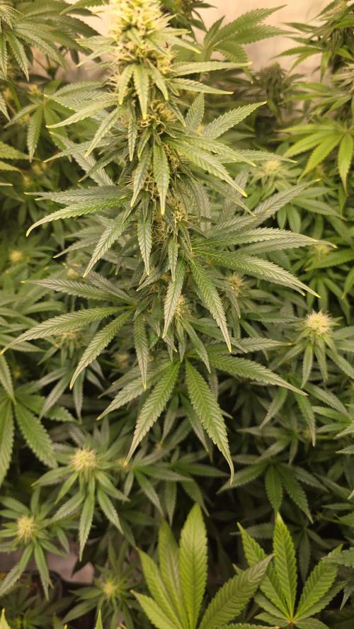 Clementine Slush. Week 10