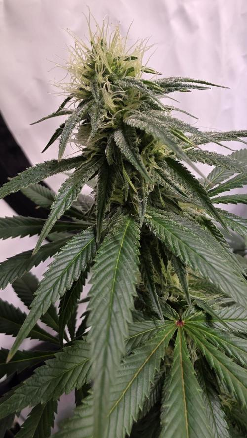 Mexican Sativa. Week 10