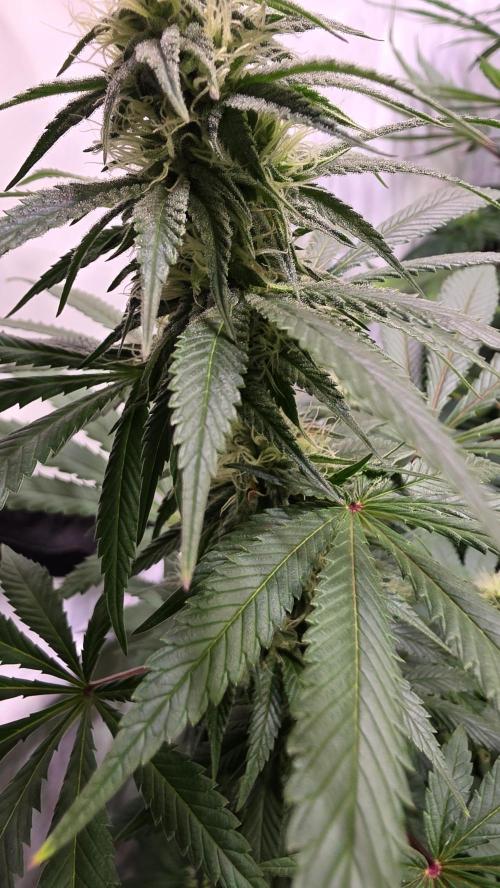 Mexican Sativa. Week 10