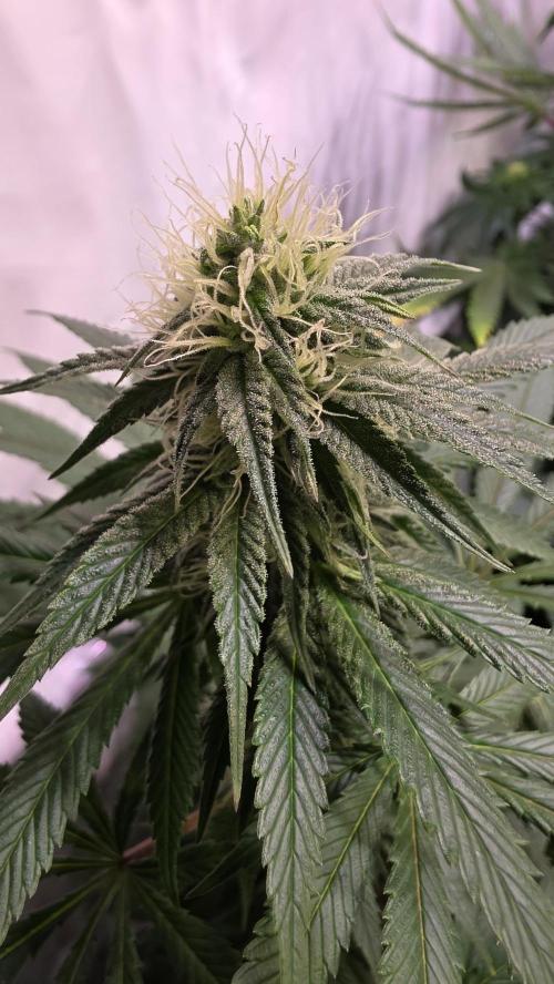 Mexican Sativa. Week 10