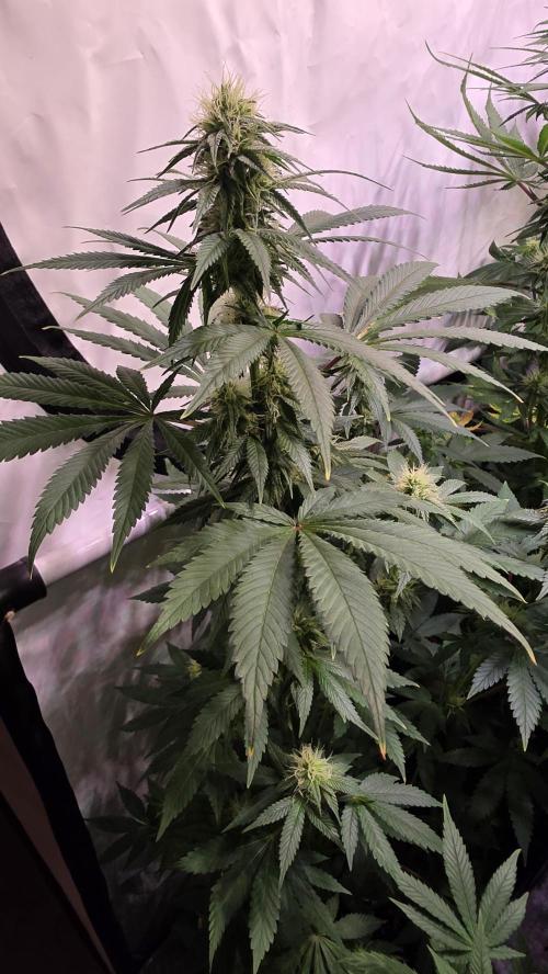 Mexican Sativa. Week 10