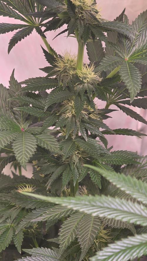 Isla mirage. Week 10