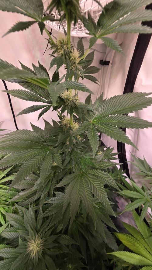 Isla mirage. Week 10