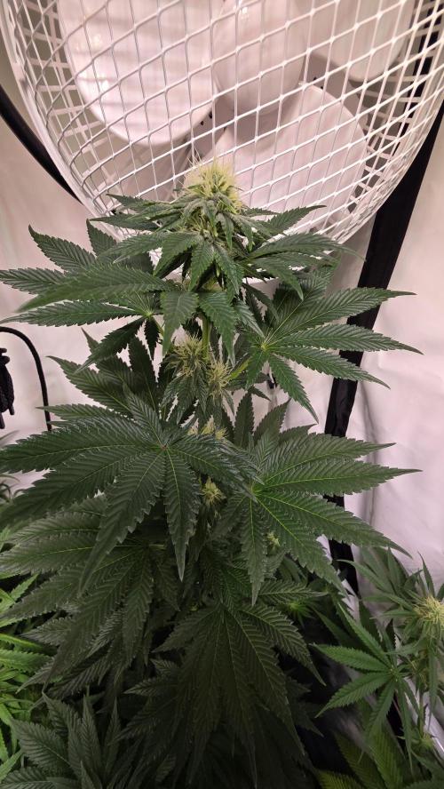 Isla mirage. Week 10