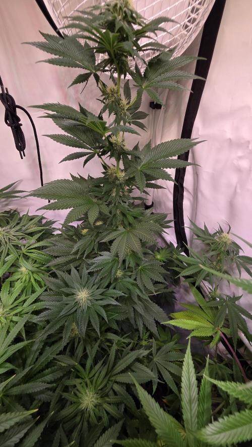 Ambient Q120+. Week 10