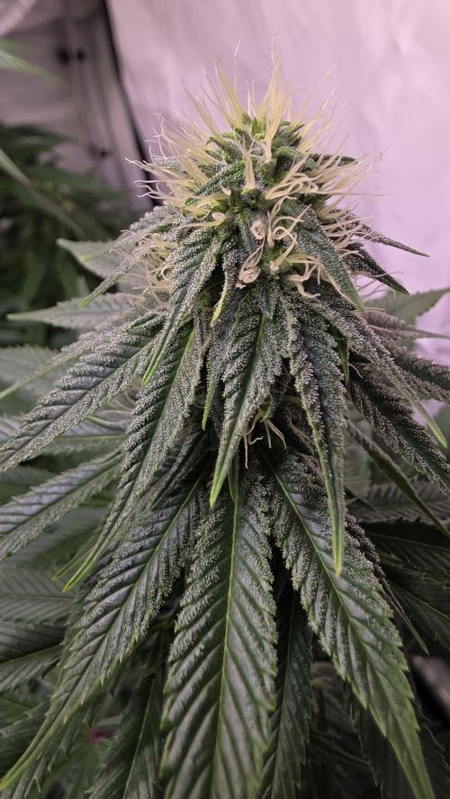 Banana Brawler. Week 10