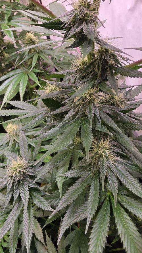 Banana Brawler. Week 10