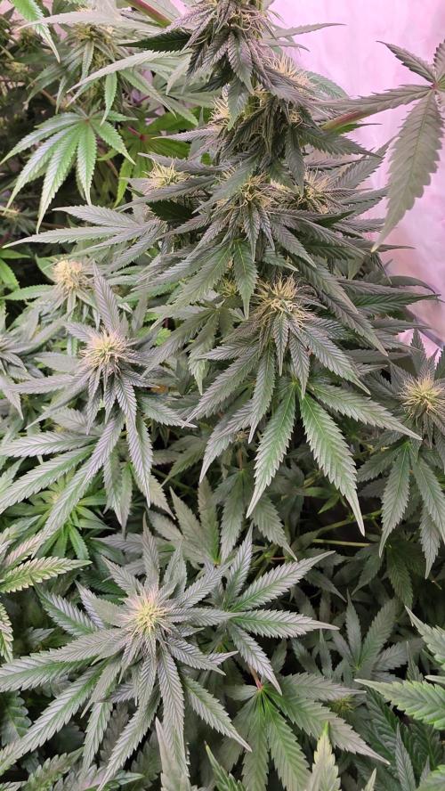 Banana Brawler. Week 10