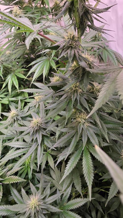 Banana Brawler. Week 10