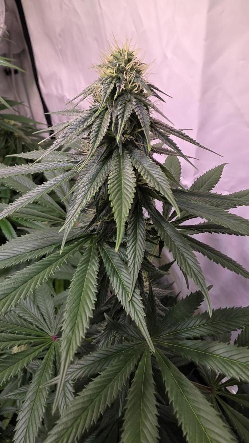 Banana Brawler. Week 10
