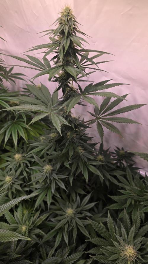 Banana Brawler. Week 10