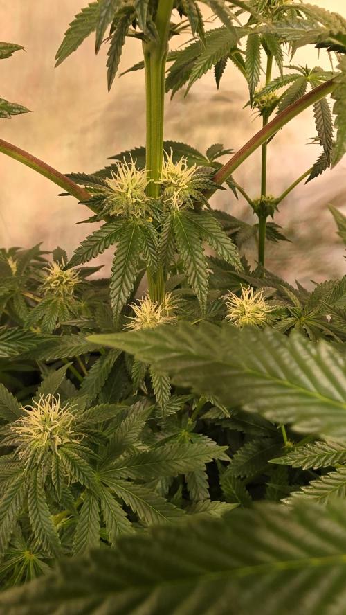 Blue Pirat. Week 10