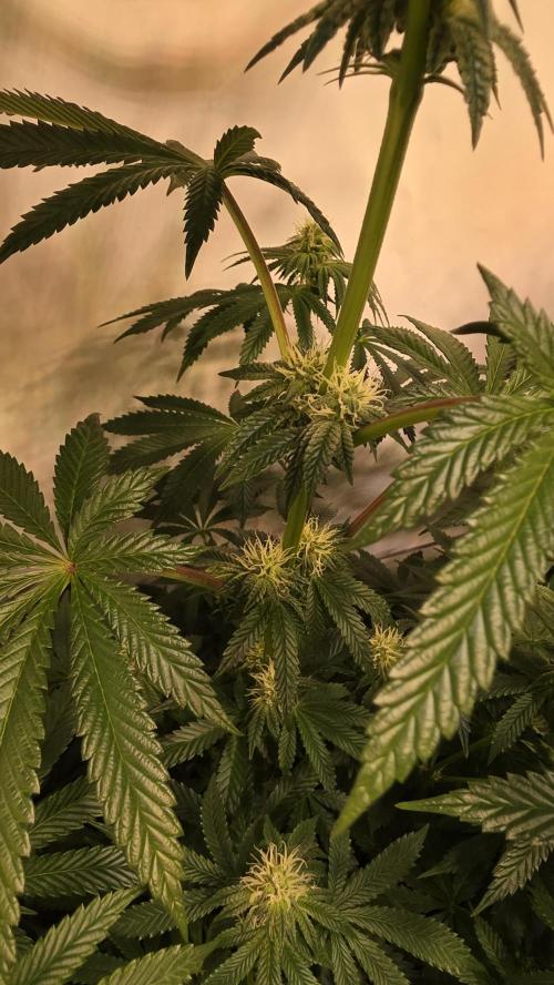 Blue Pirat. Week 10
