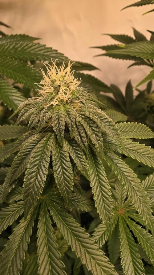 Blue Pirat. Week 10