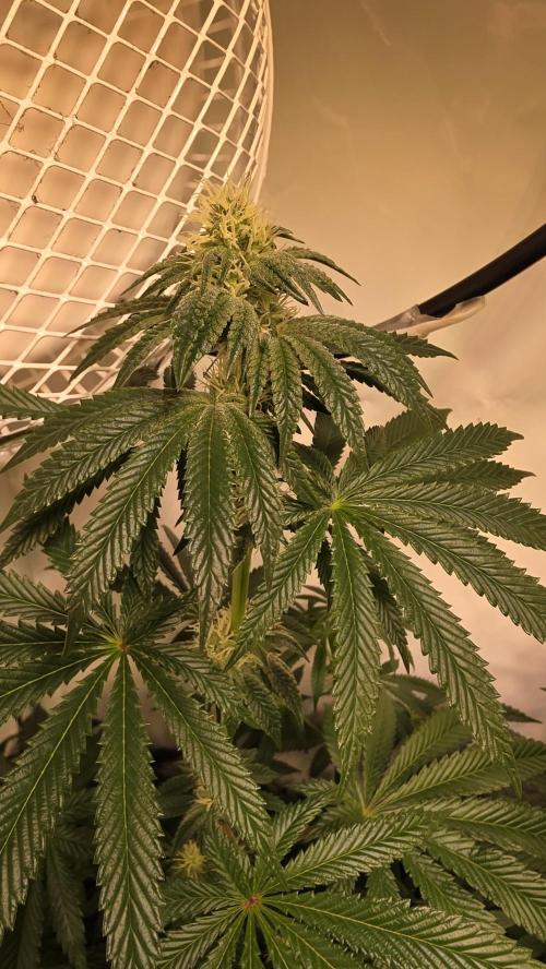 Blue Pirat. Week 10