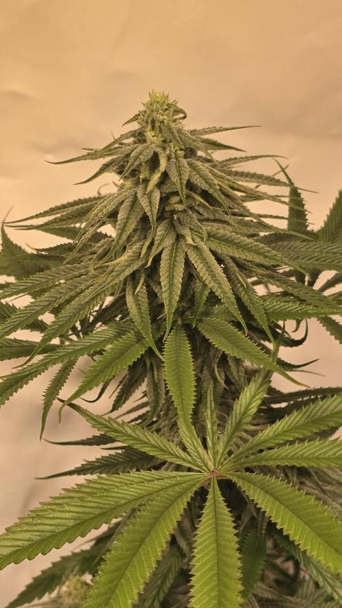 Shiska Lemonade. Week 10