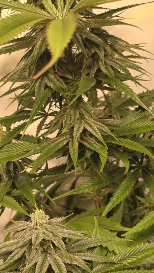 Shiska Lemonade. Week 10