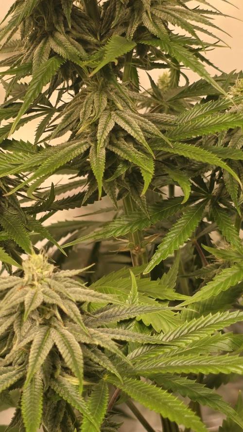 Shiska Lemonade. Week 10