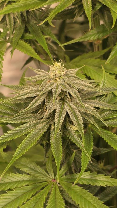 Shiska Lemonade. Week 10